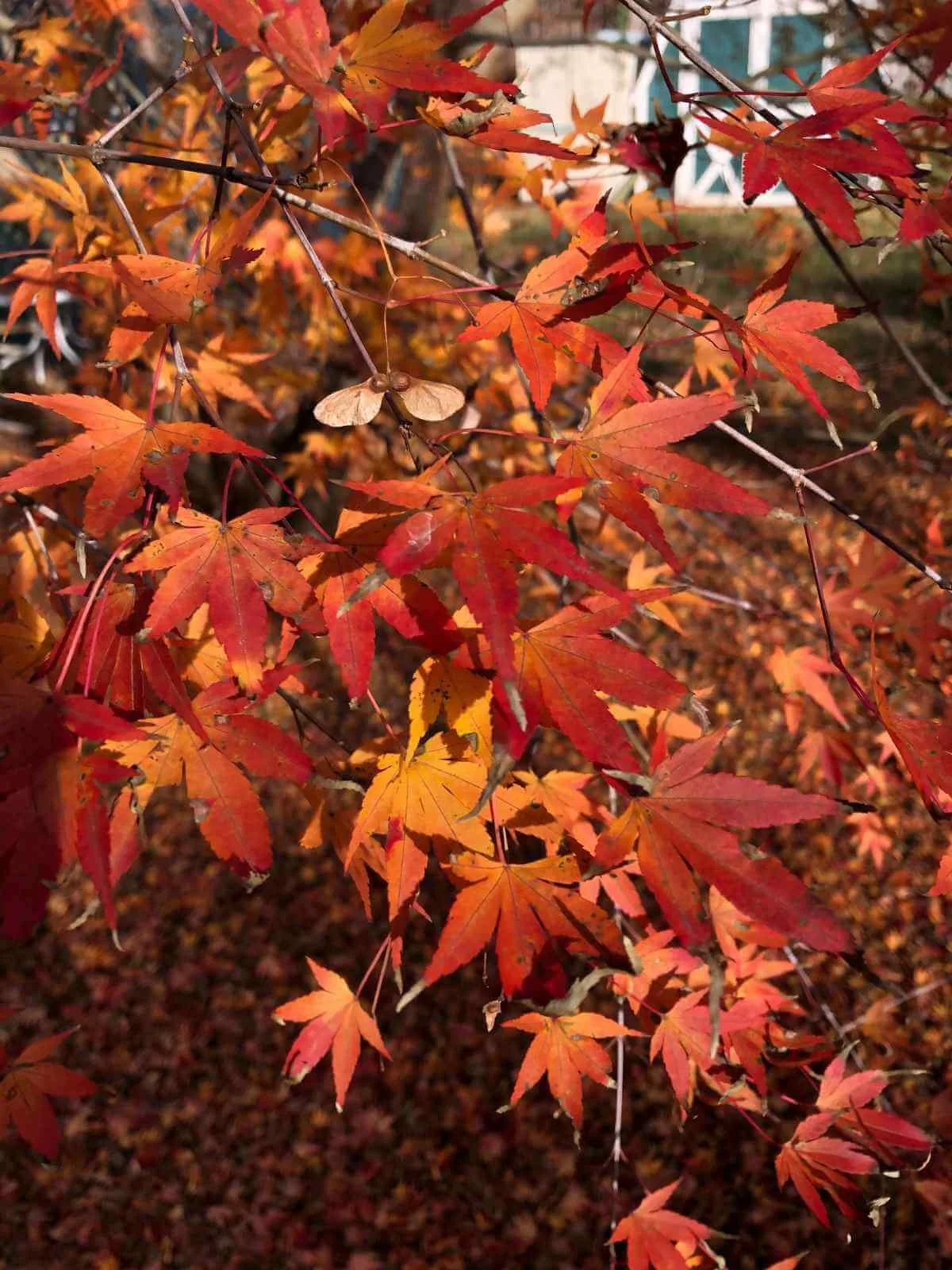 Closeup of autumn orange and red leaves, seed pod of Japanese maple