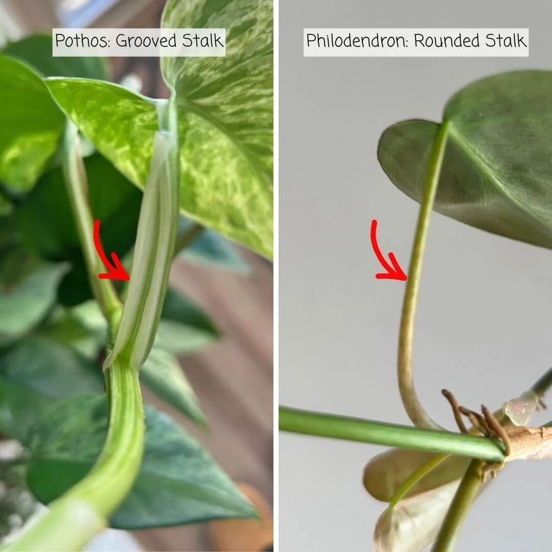 Side-by-side close-ups with arrows showing the grooved leaf stalk of pothos and the rounded leaf stalk of heartleaf philodendron