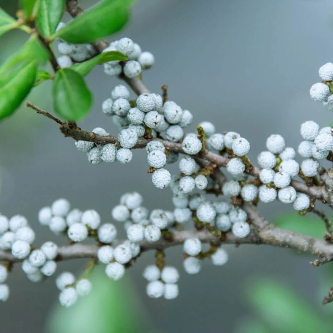 closeup of waxy gray-blue berries on northern bayberry shrub myrica pensylvanica