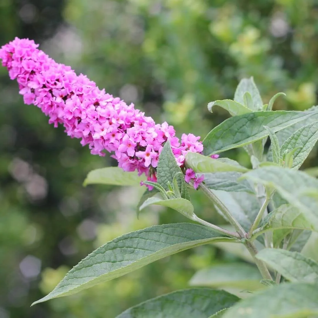Closeup of soft pink Lo and Behold Pink Microchip butterfly bush blooms
