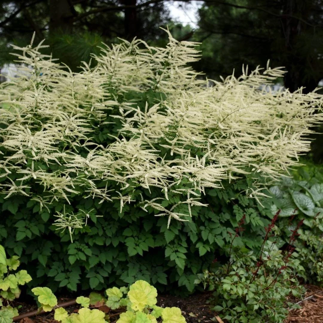 aruncus goats beard shade plant with white flowers growing in garden bed