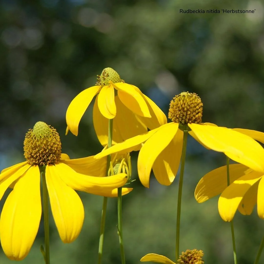 closeup of yellow flowers Autumn sun coneflowers