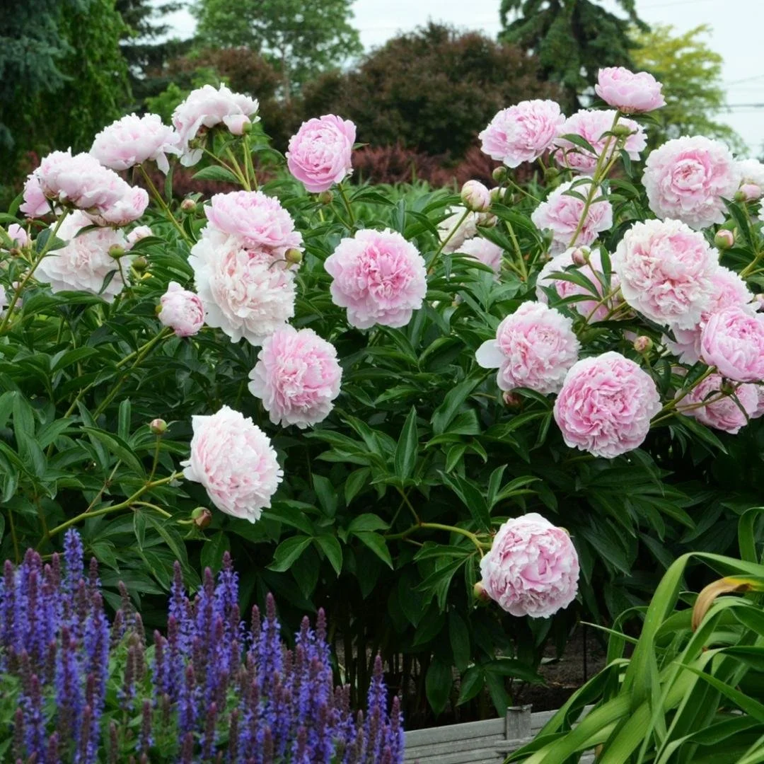 Sarah Bernhardt peony with soft pink blooms growing in a front yard flower bed