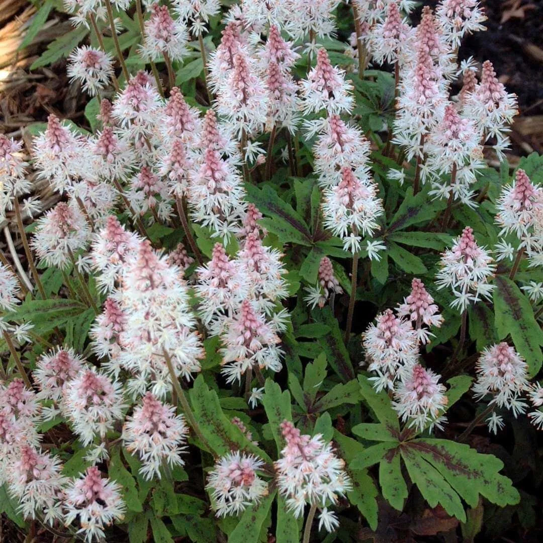 tiarella spring symphony shade plant closeup pink white flowers green burgundy leaves