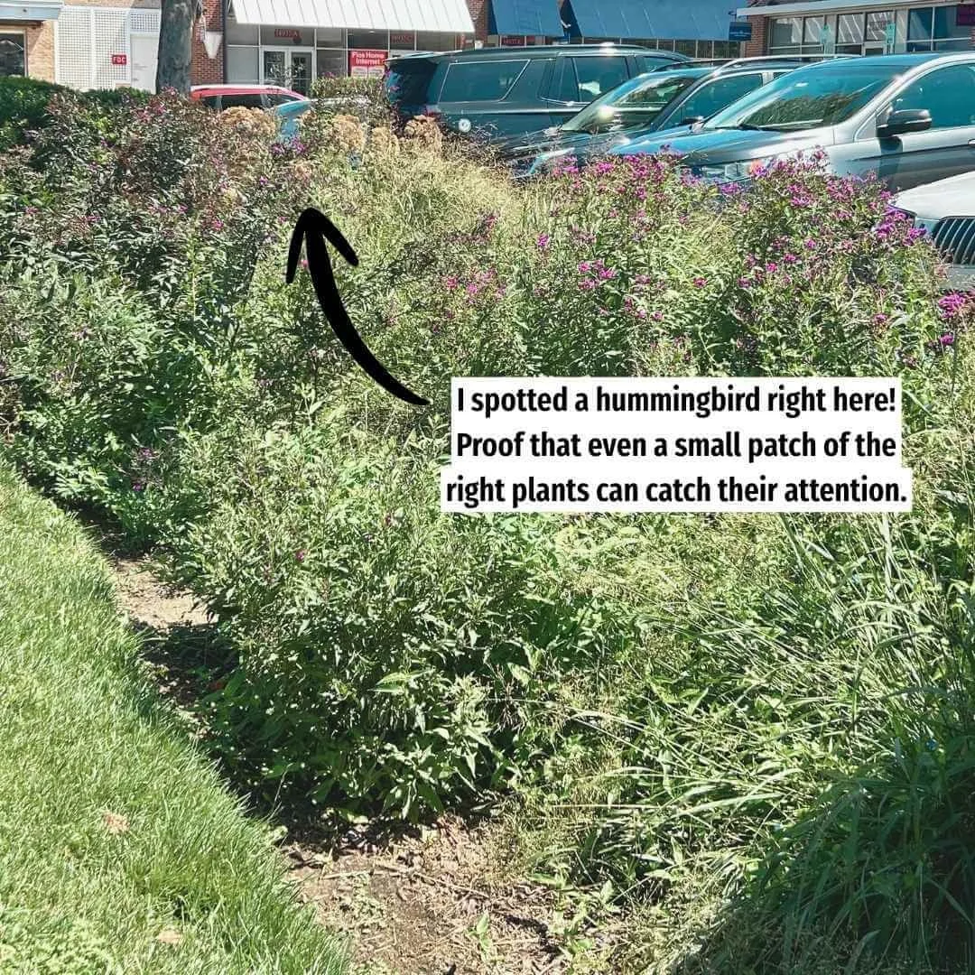 Hummingbird garden with NY Ironweed in parking lot near cars and shops