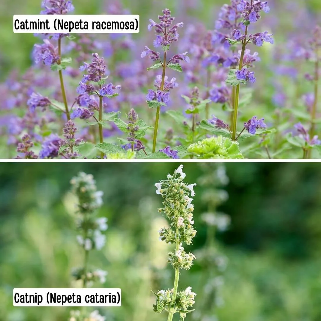 Side by side comparison of catmint (Nepeta racemosa) and catnip (Nepeta cataria) showing differences in leaf shape and plant habit