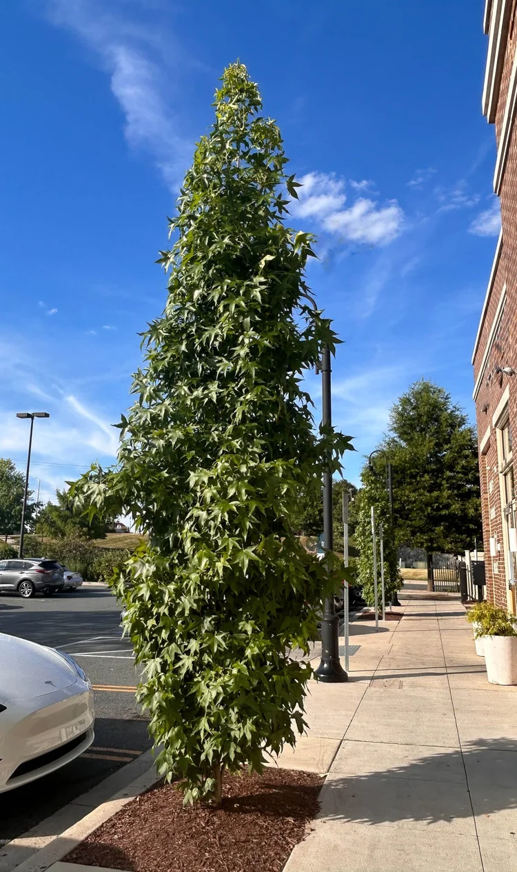 10 Tall Narrow Plants — Plant and Bloom Design Studio