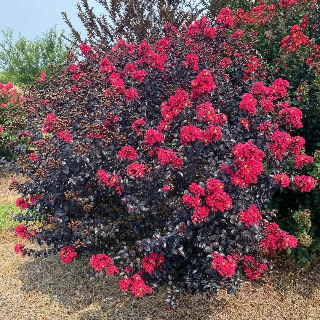 Shadow Magic crape myrtle shrub with dark rose flowers and deep purple foliage growing in an outdoor landscape