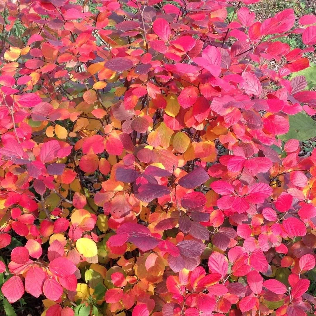 10 Fall Bushes That Turn Red — Plant and Bloom Design Studio