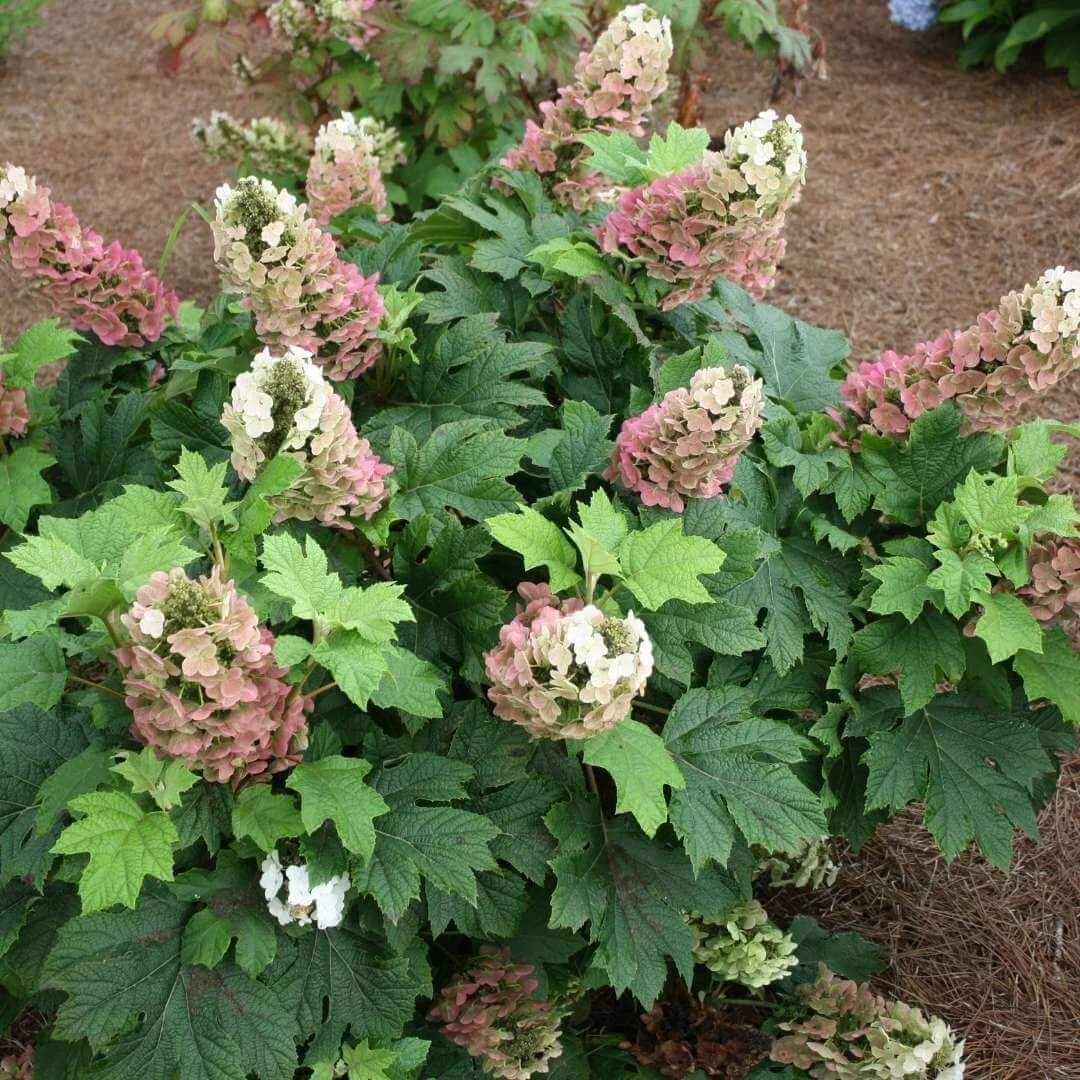 Jet Stream oakleaf hydrangea shrub with pink and creamy white flowers growing in a mulched bed