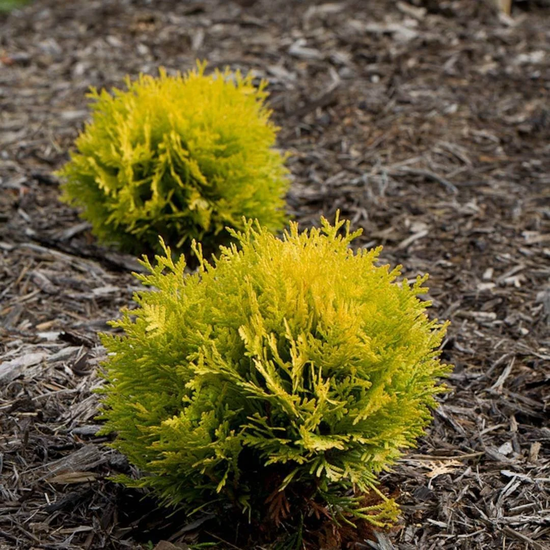 lime green globe shaped arborvitae bushes for front of house landscaping growing in mulched gardening bed in outdoor garden landscape