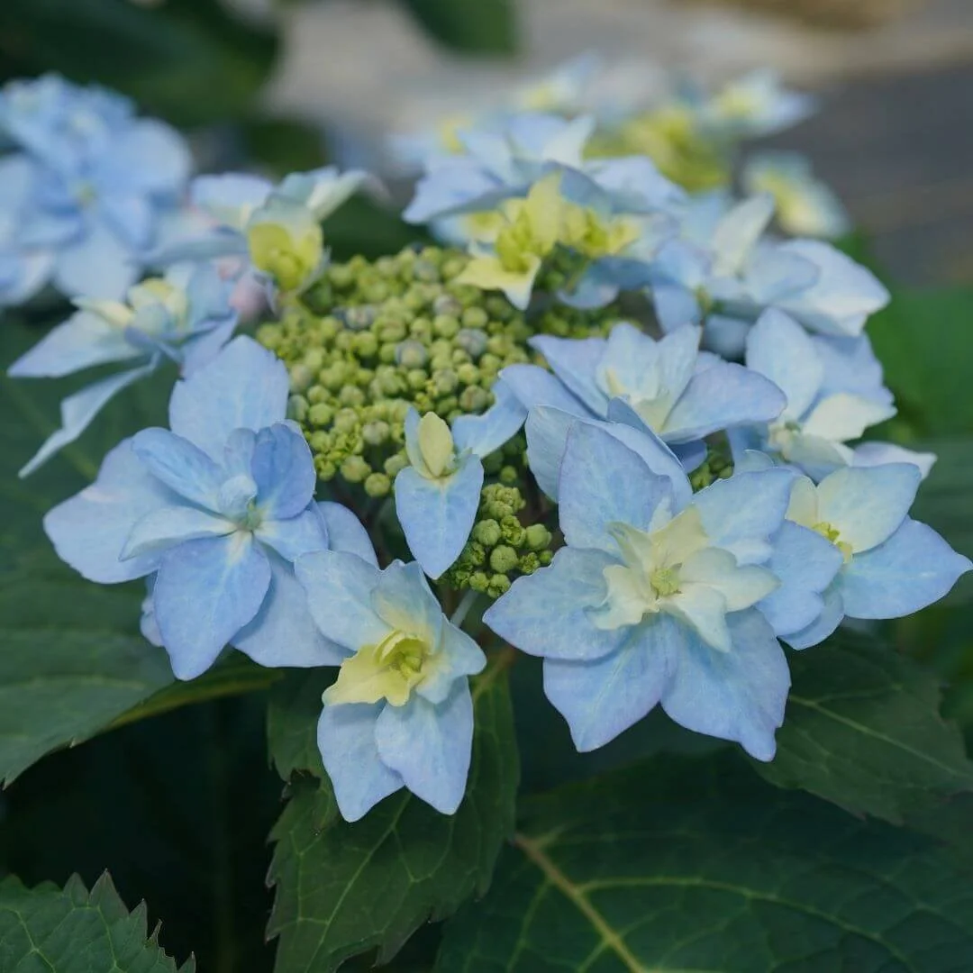 Closeup of Tuff Stuff Ah-Ha mountain hydrangea light blue lacecap flowers with waterlily-shaped sterile florets