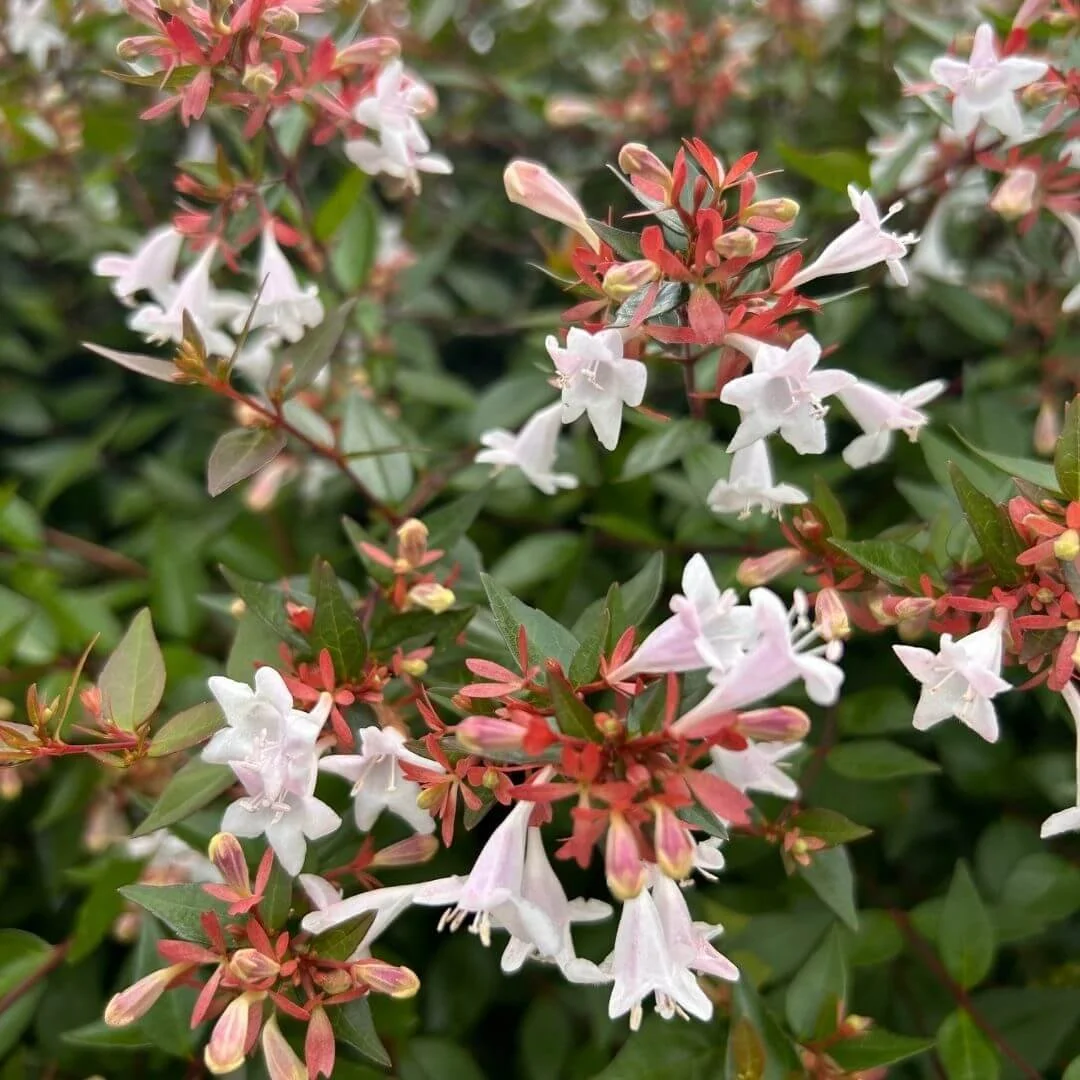 closeup of pink flowers of glossy abelia, a favorite shrub to attract butterflies