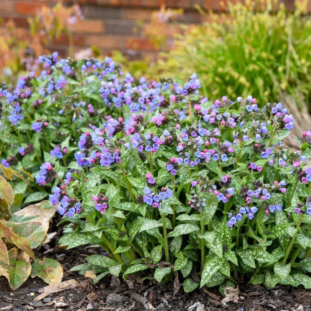pulmonaria lungwort shade plant with purple blue and pink flowers growing in garden with other plants and brick wall in background
