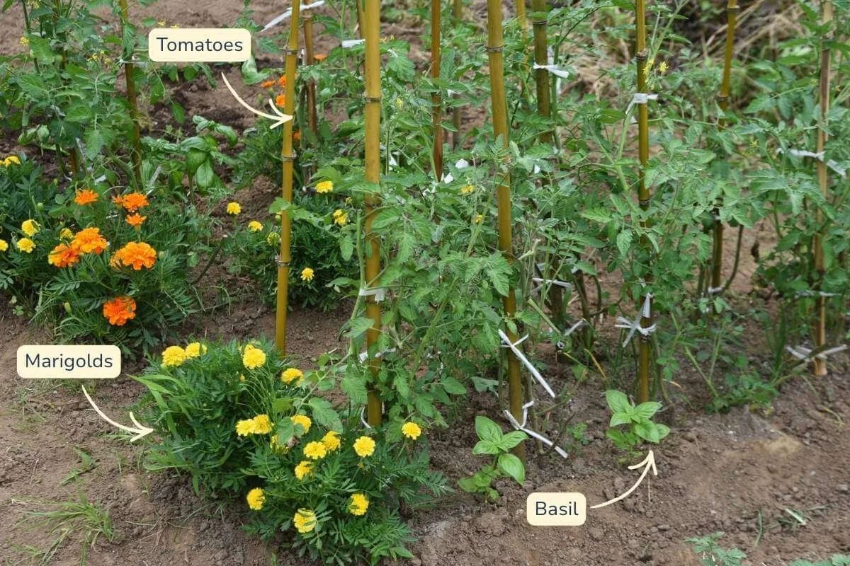 staked tomato plants growing alongside marigolds and basil in a garden bed