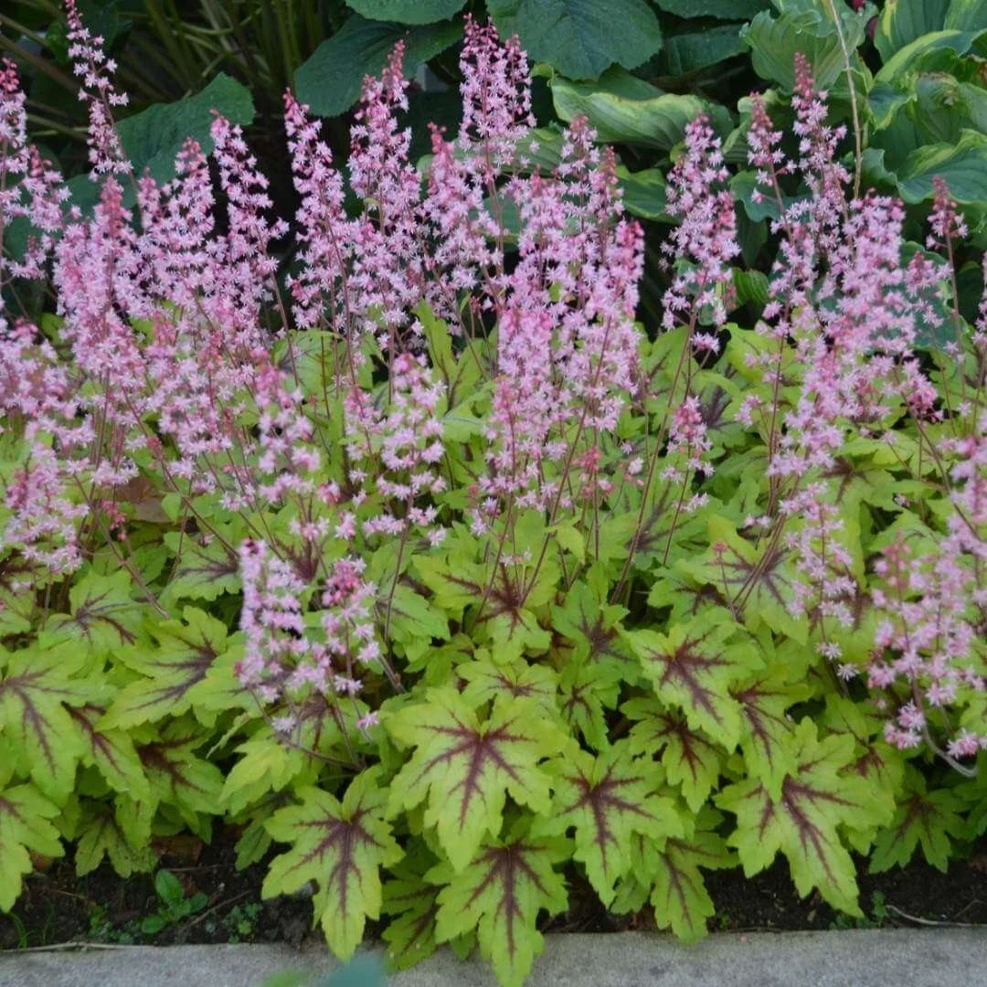 eye spy heucherella shade plant with pink flowers, lime green burgundy leaves next to hostas in shade garden