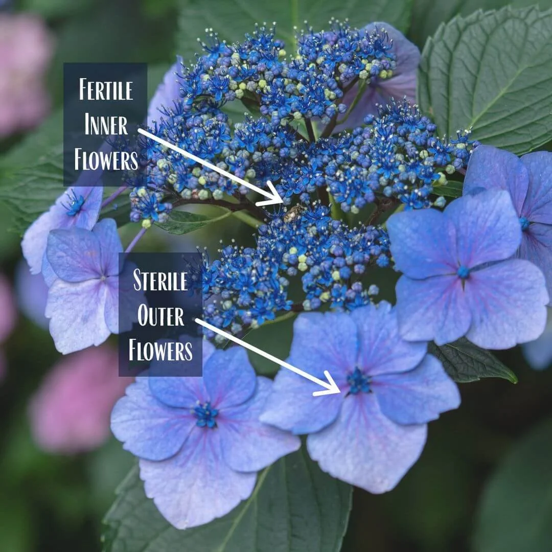 Labeled diagram of a mountain hydrangea lacecap flower with arrows pointing to the fertile inner flowers and sterile outer flowers