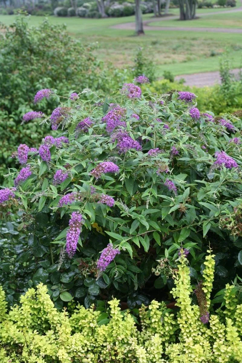 Lo and Behold purple haze butterfly bush in a landscape garden with a lime green plant in front and trees, lawn, shrubs, and a path in the background