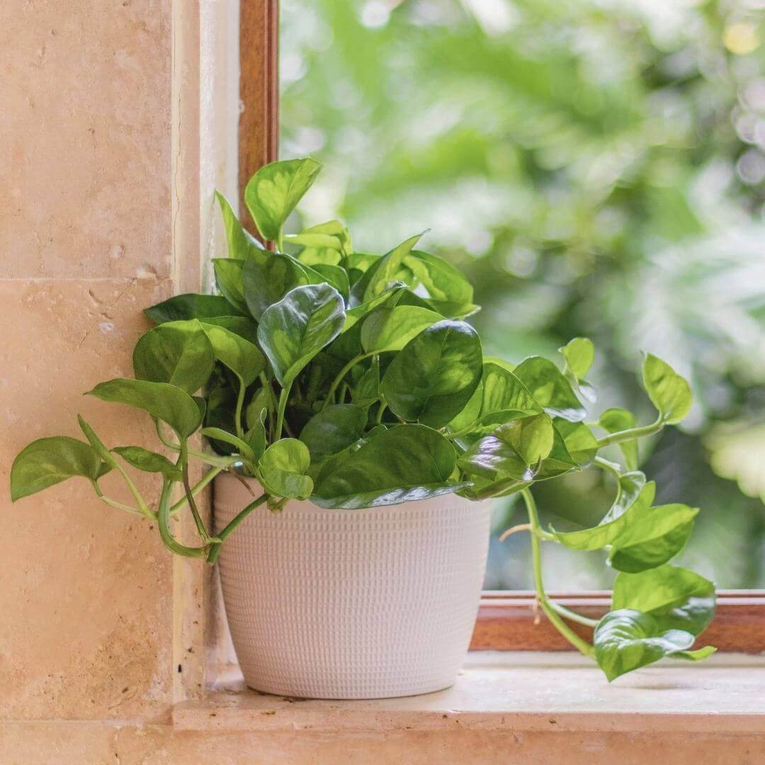 Global Green pothos with light and dark green leaves in a white pot on a windowsill