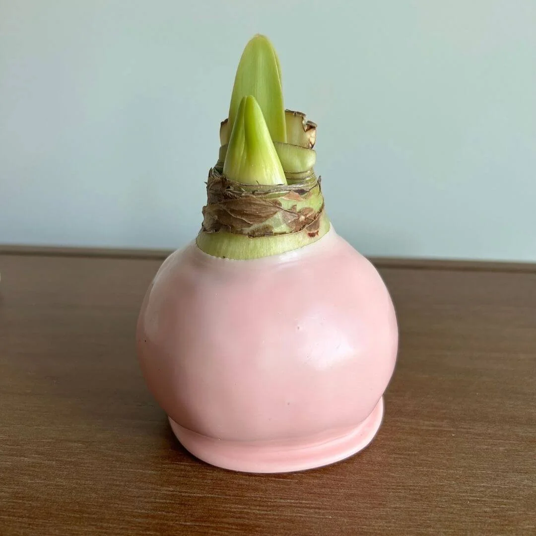 Single amaryllis bulb coated in pink wax before flowering