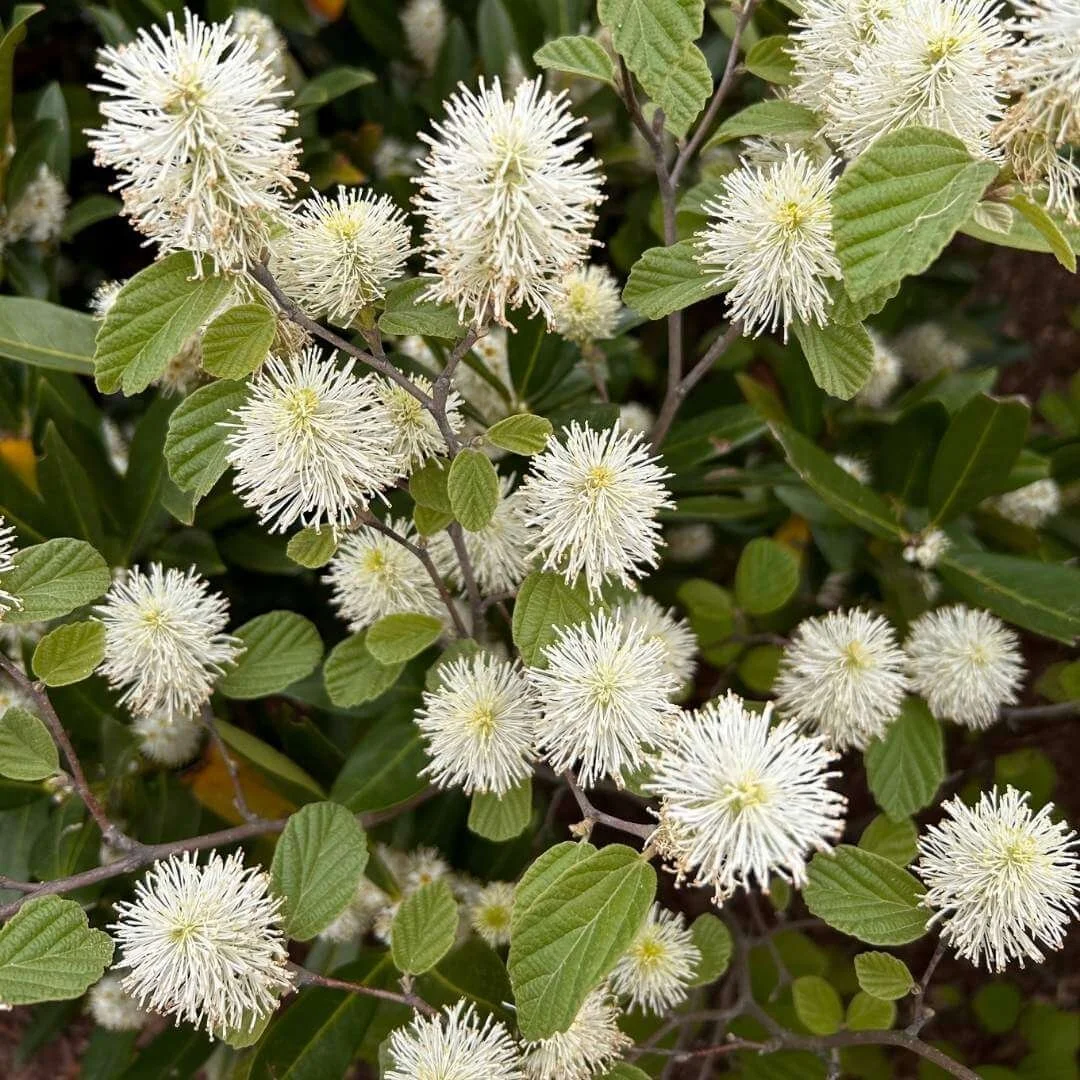 Closeup of fothergilla white bottlebrush shaped flowers in bloom