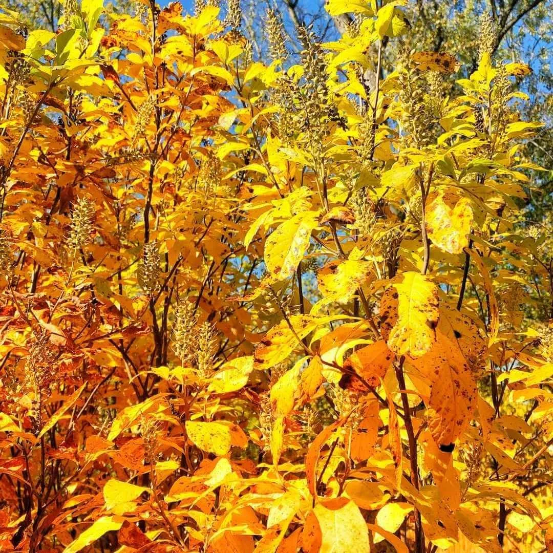 Golden yellow fall foliage of straight species summersweet (Clethra alnifolia) against a blue sky