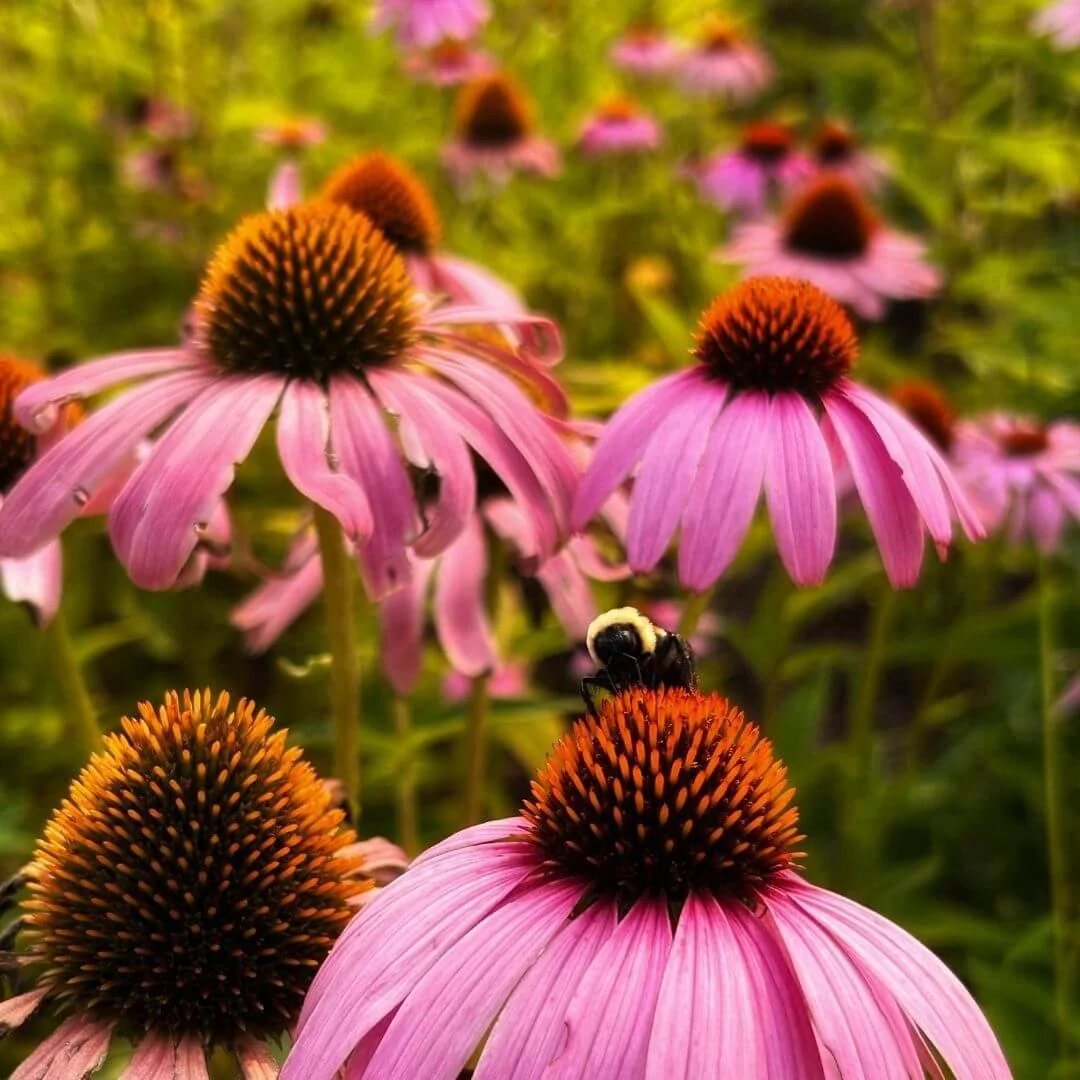 field of purple coneflower perennial plants with closeup of bee on flower cone