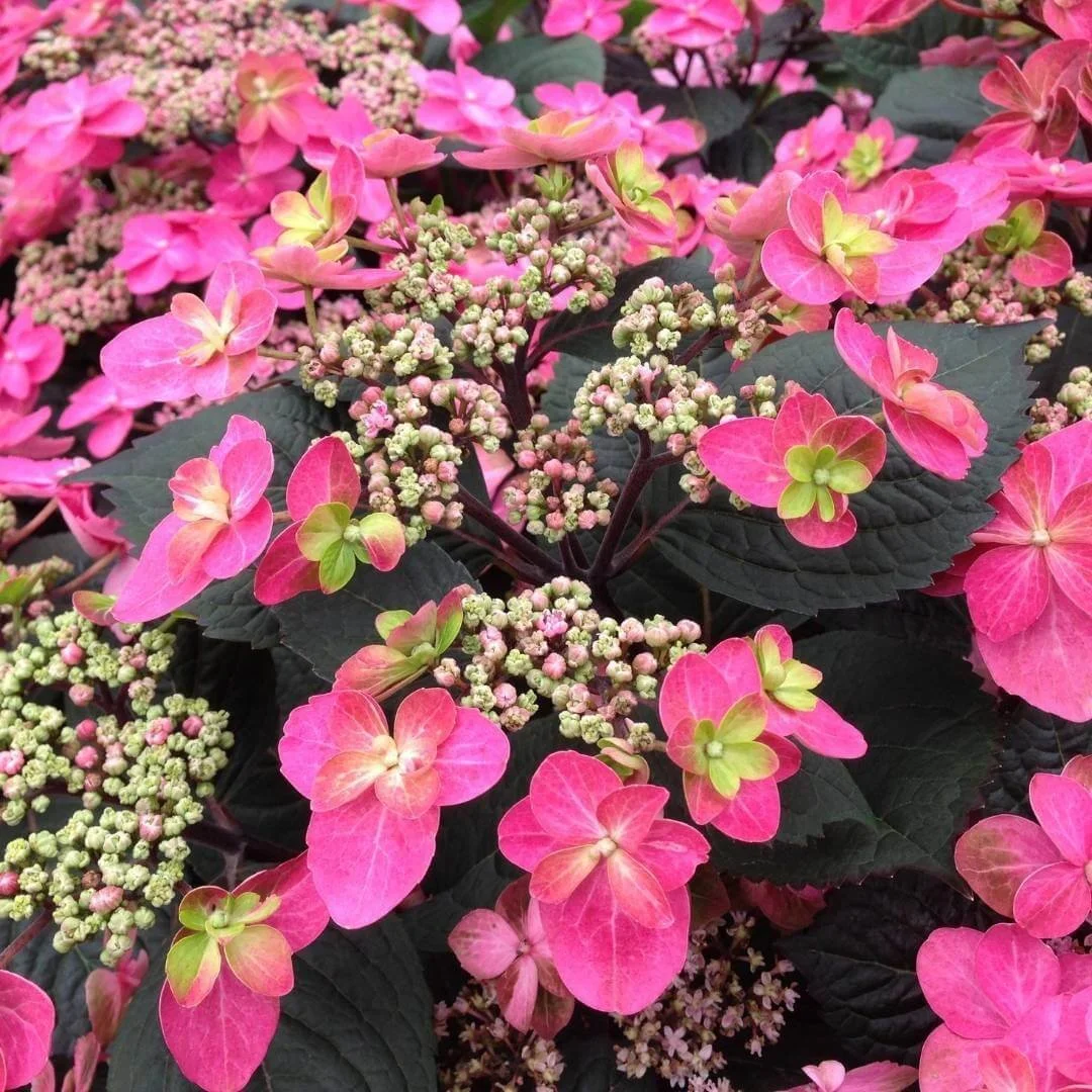 Closeup of Tuff Stuff Red mountain hydrangea bright pink double lacecap flowers