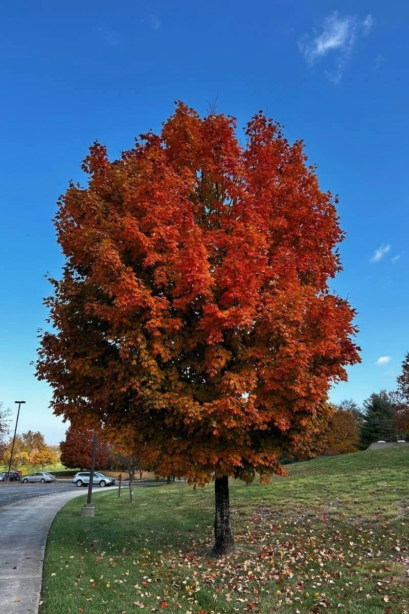 October Glory red maple tree with vivid red fall foliage next to a sidewalk