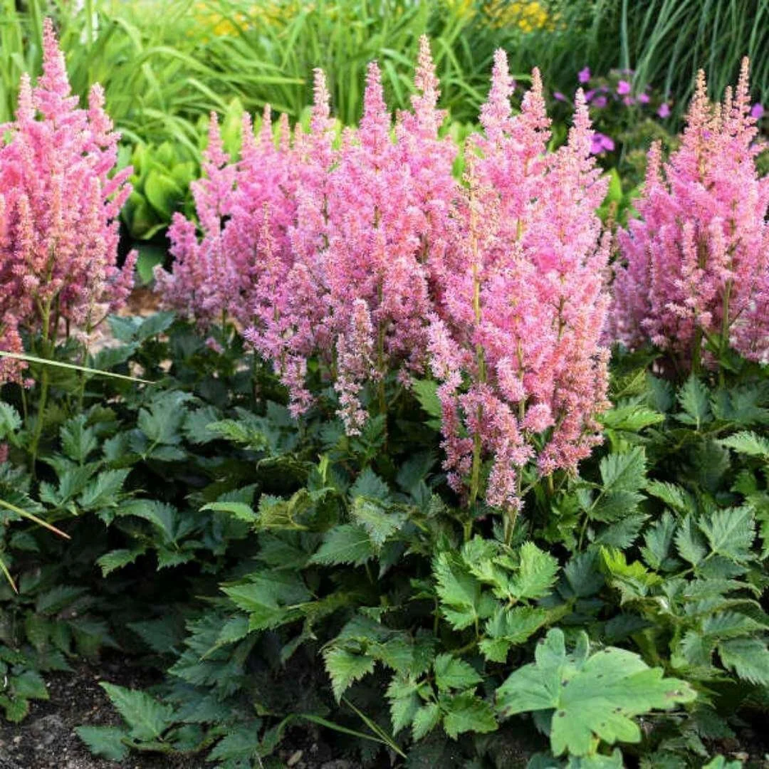 row of astilbe shade plants with pink flowers with perennial plants behind