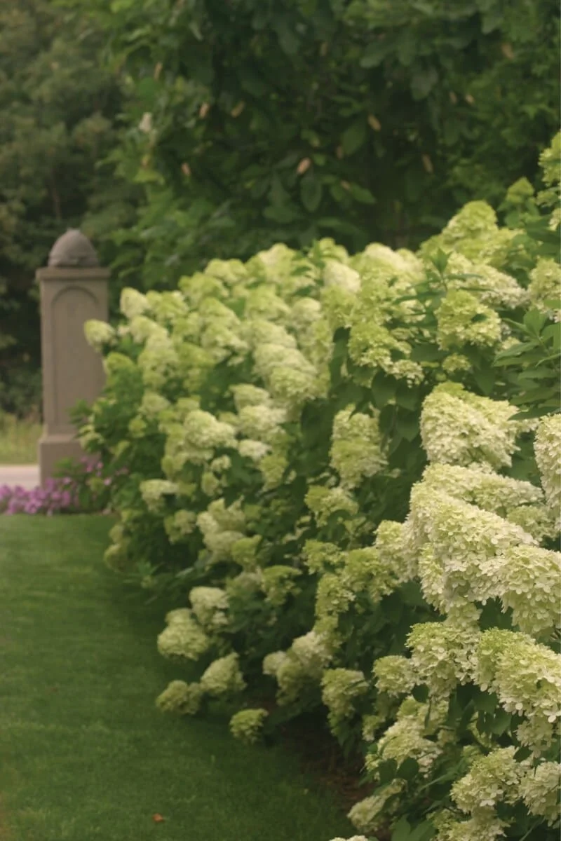 Limelight hydrangea hedge growing along a lawn with a stone pillar, trees, and pink flowers in the background
