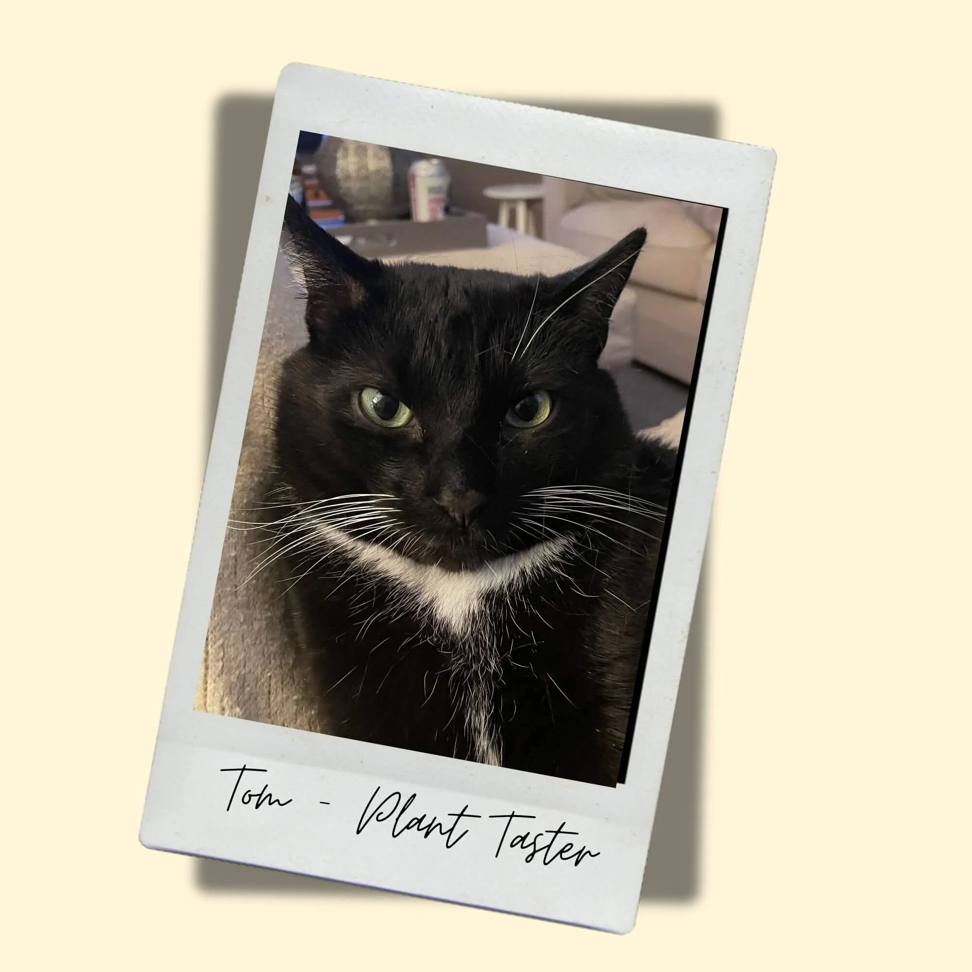 black and white tuxedo cat with sofa lamp table living room interior in background