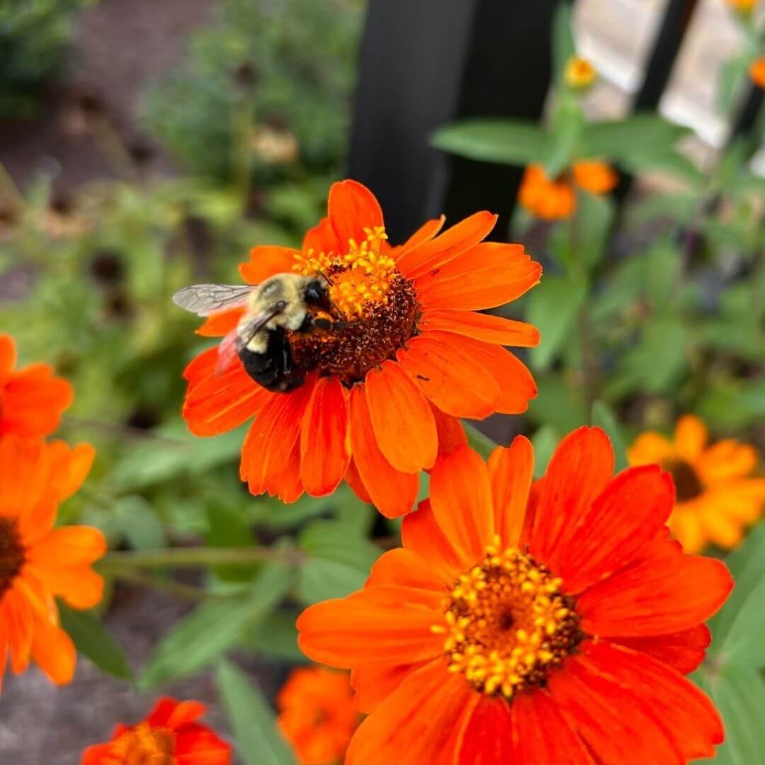 bumblebee collecting nectar on a single flowered zinnia bloom