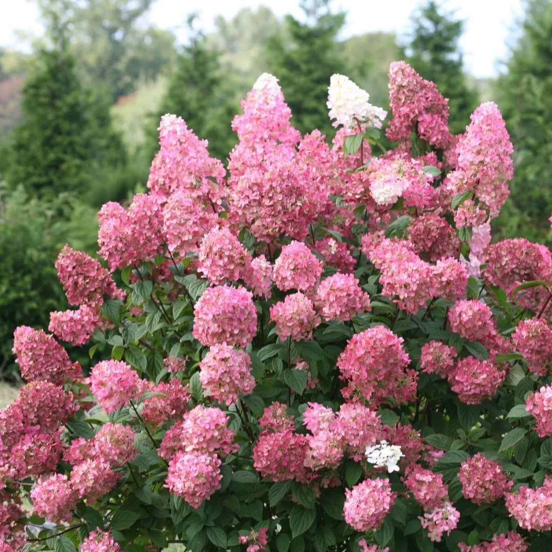 Fire Light panicle hydrangea shrub with cone-shaped pink flowers in a garden landscape