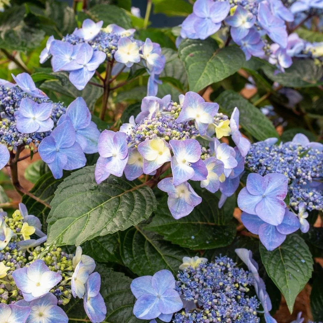 Closeup of blue lacecap flowers on Endless Summer Pop Star reblooming hydrangea