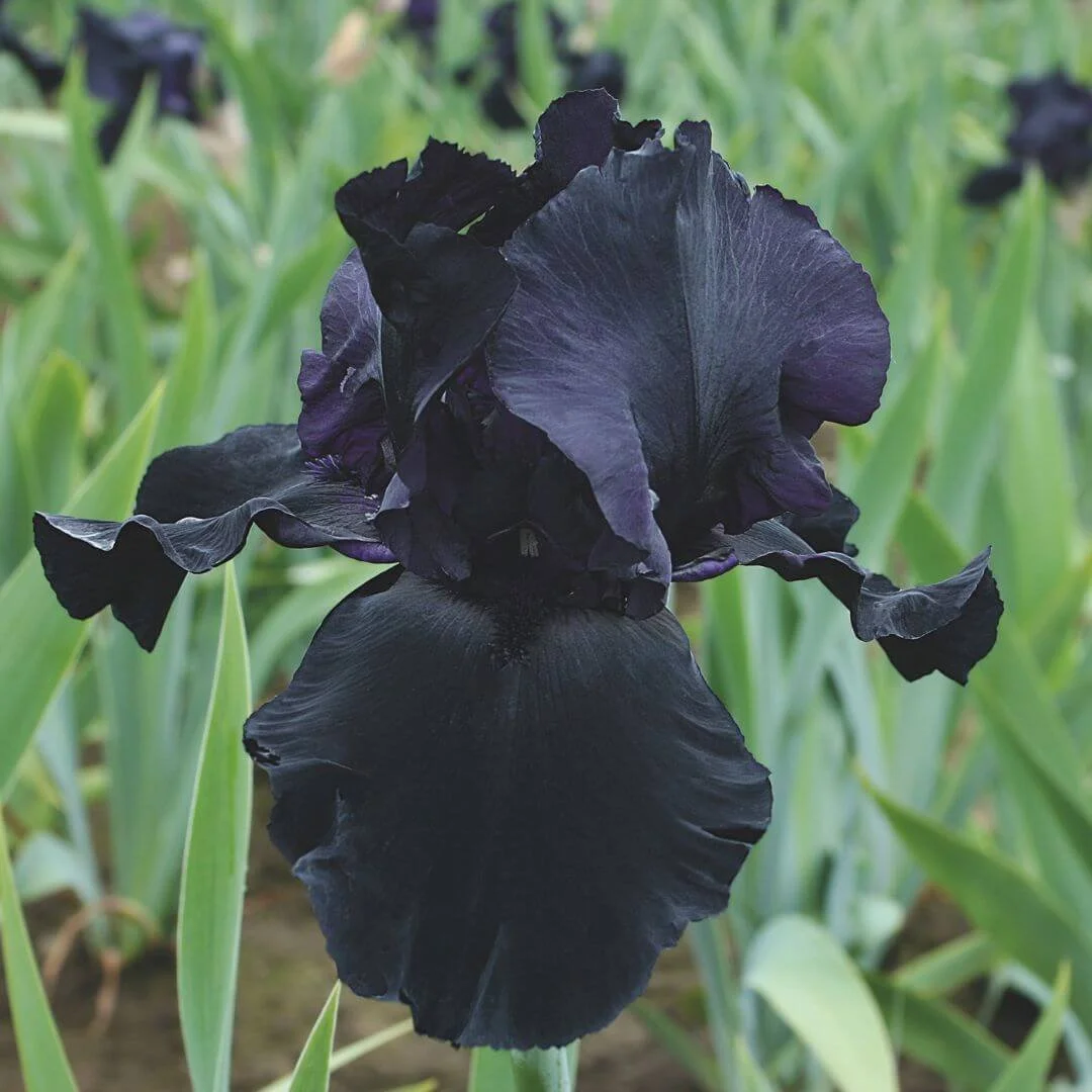 Deep near-black Blackwater bearded iris blooms in a sunny garden