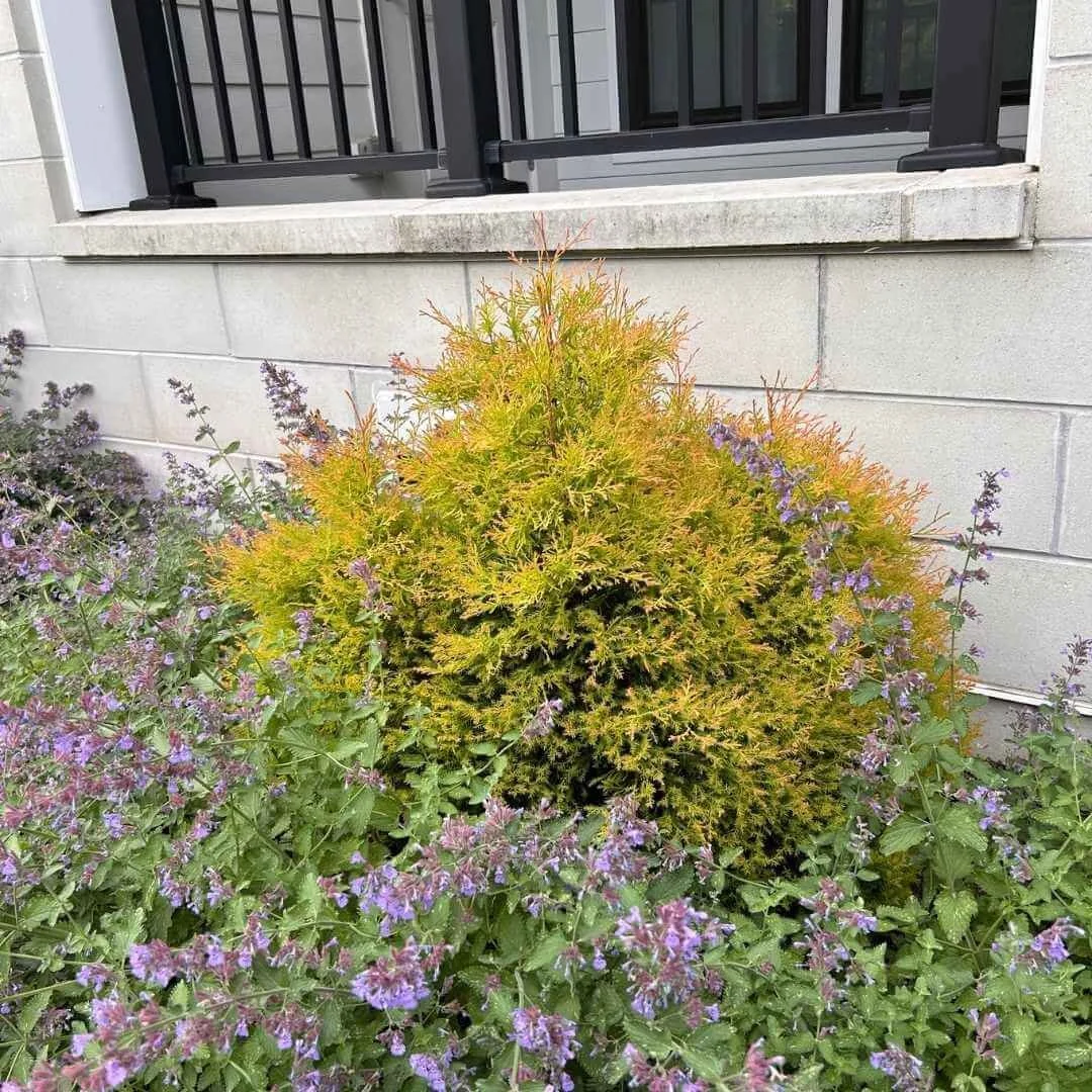 Fire Chief arborvitae with warm golden foliage planted alongside catmint in a foundation planting