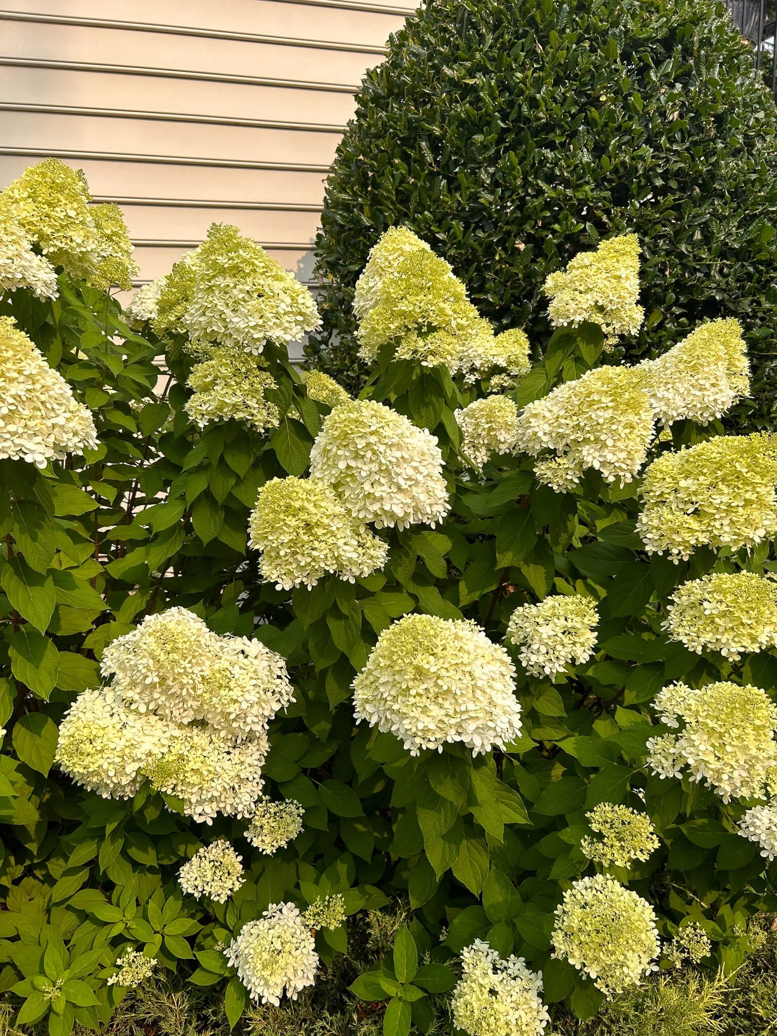 Limelight Hydrangea (Hydrangea paniculata 'Limelight') — Plant and ...