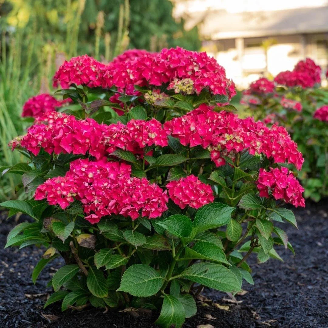 Close-up of pink Drama Queen bigleaf hydrangea flowers in a mulched garden bed