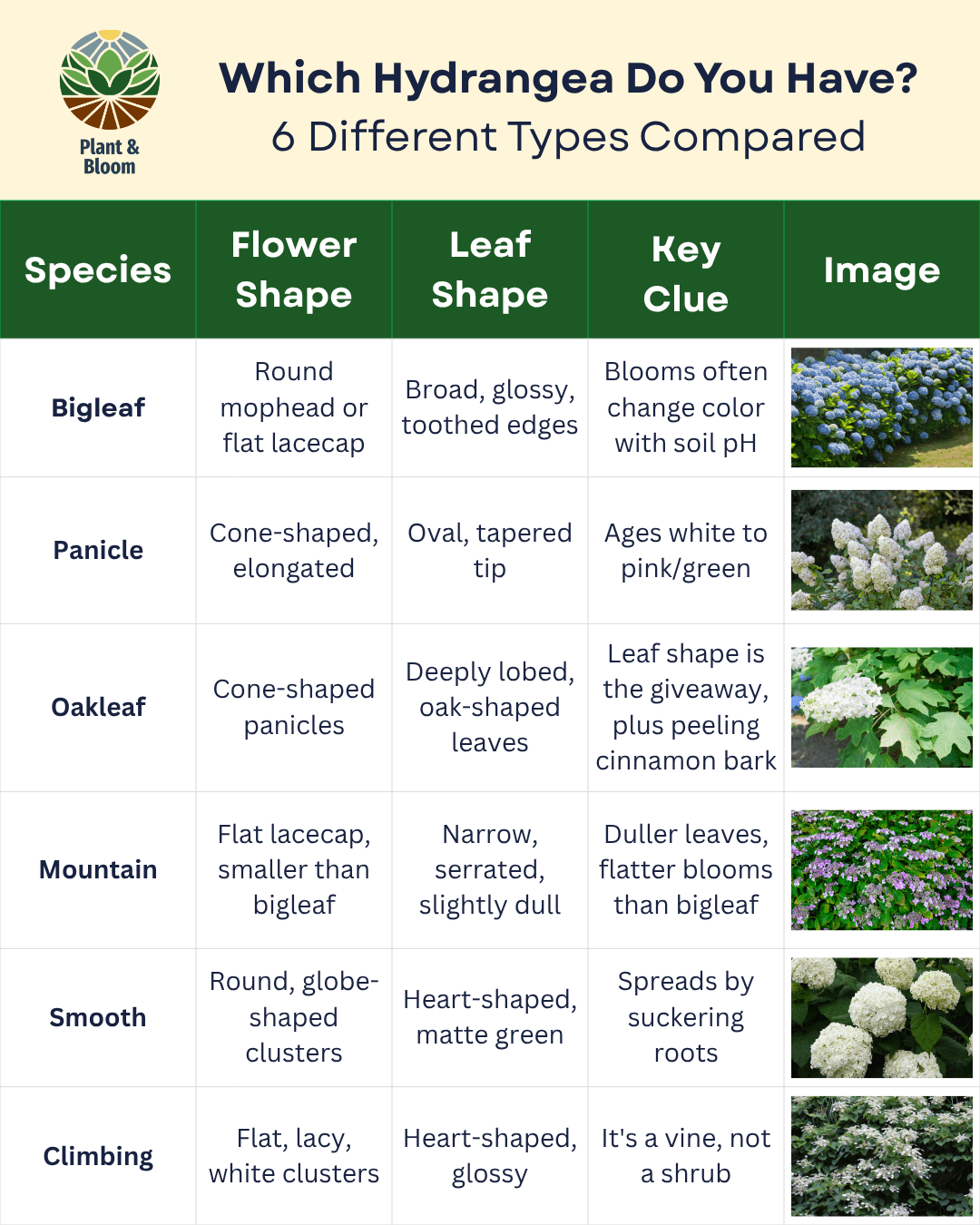 Comparison chart of 6 hydrangea types by flower shape and leaf shape: bigleaf, panicle, oakleaf, mountain, smooth, and climbing hydrangea