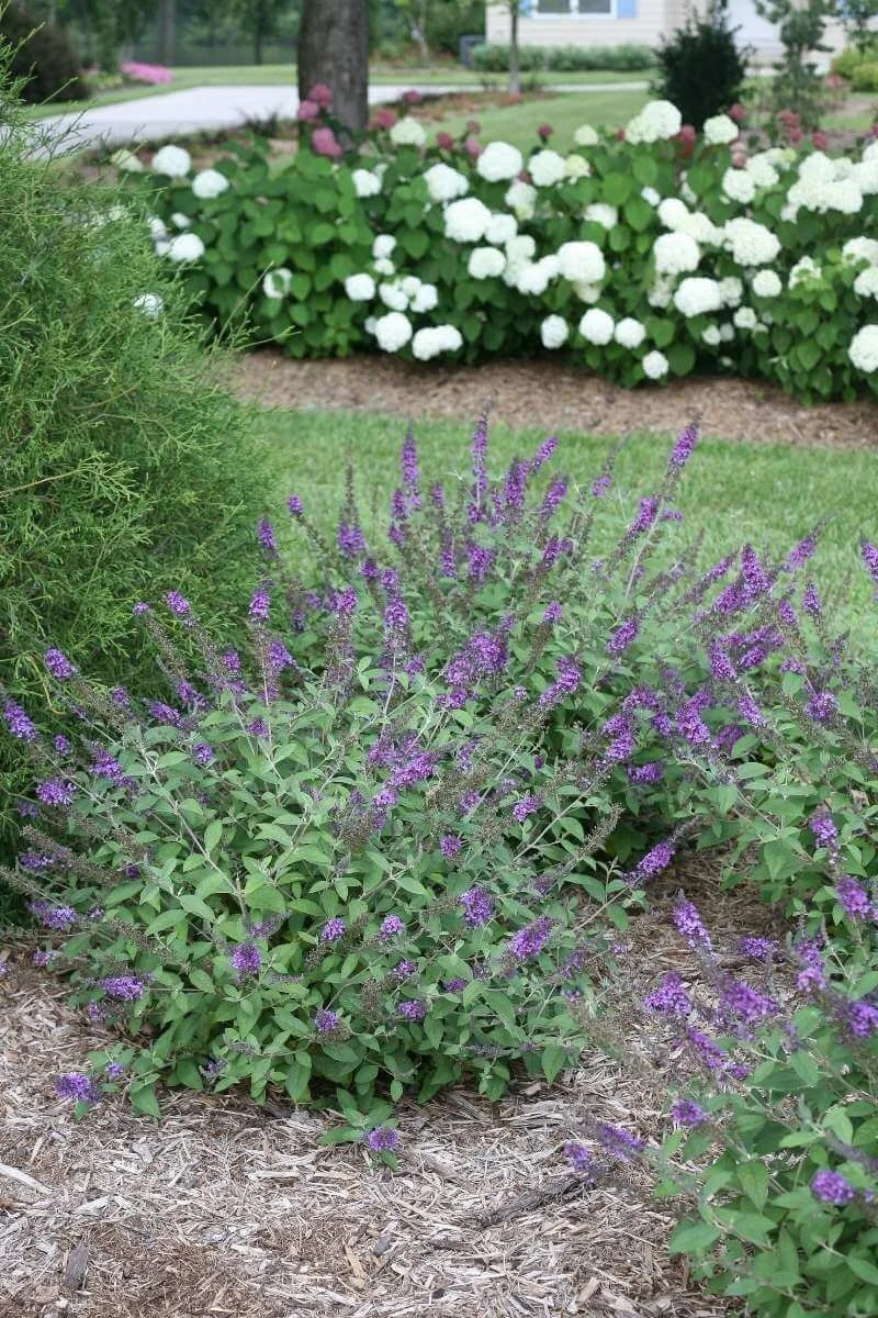 Lo and Behold Blue Chip Jr. butterfly bush planted in a landscape border in front of smooth hydrangeas, trees, driveway, house