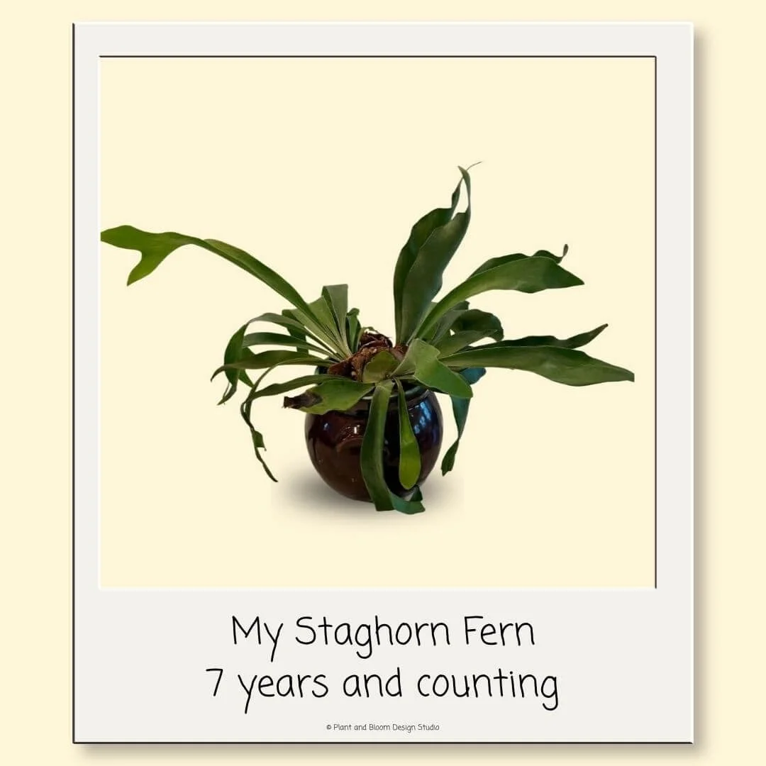 My seven-year-old staghorn fern growing in a regular pot