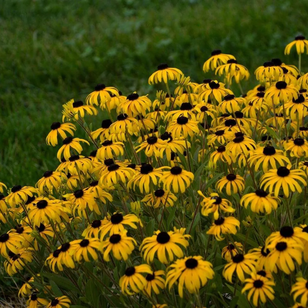 black eyed susan perennial plant with yellow flowers growing in garden with grass in background