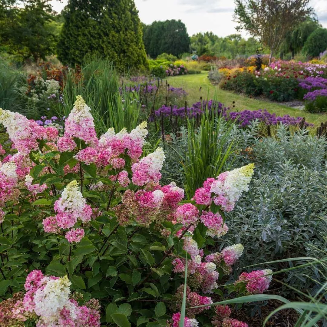 Vanilla Strawberry panicle hydrangea in a large garden border with evergreens and lawn