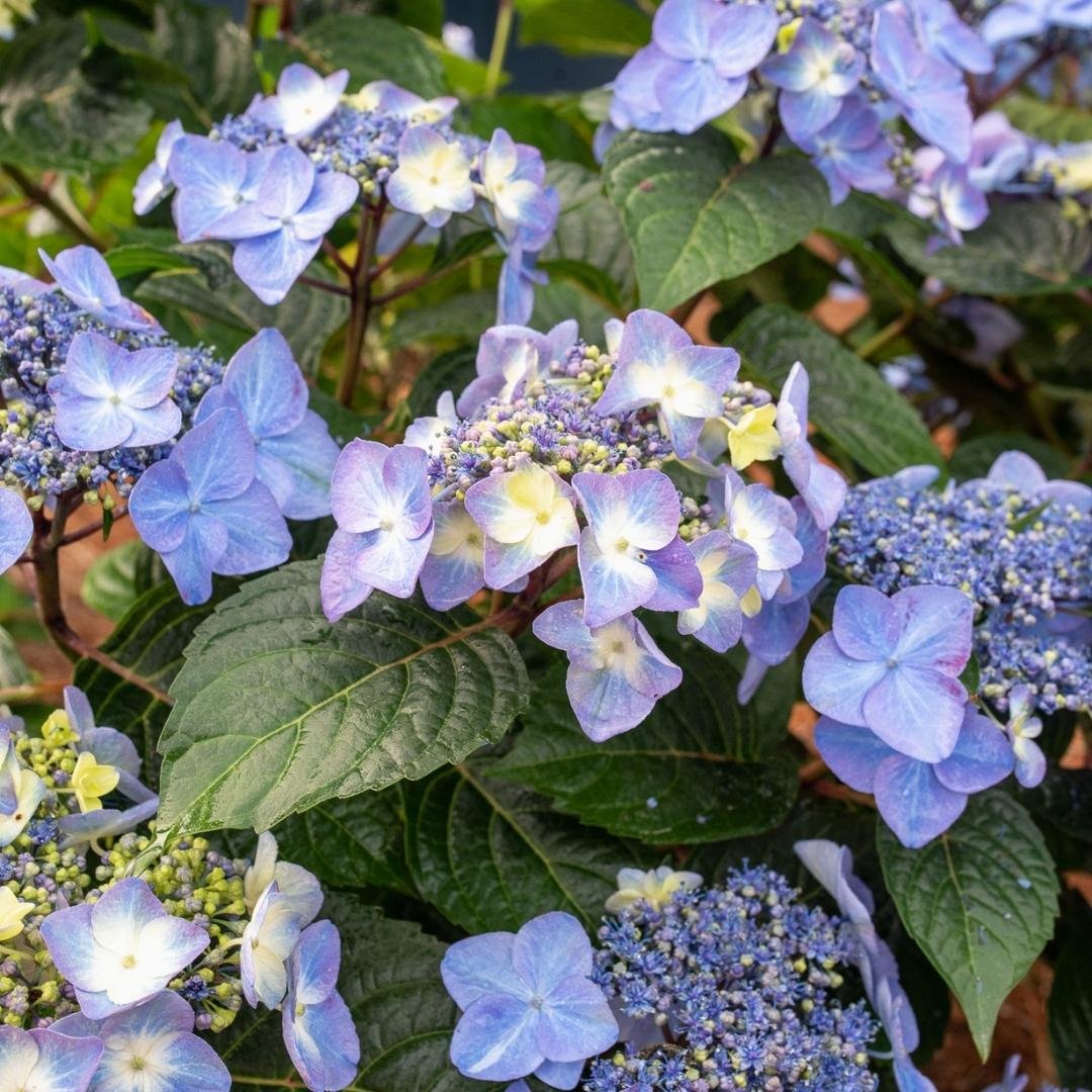 Which Hydrangea Should I Plant? Find Your Perfect Match! — Plant and ...