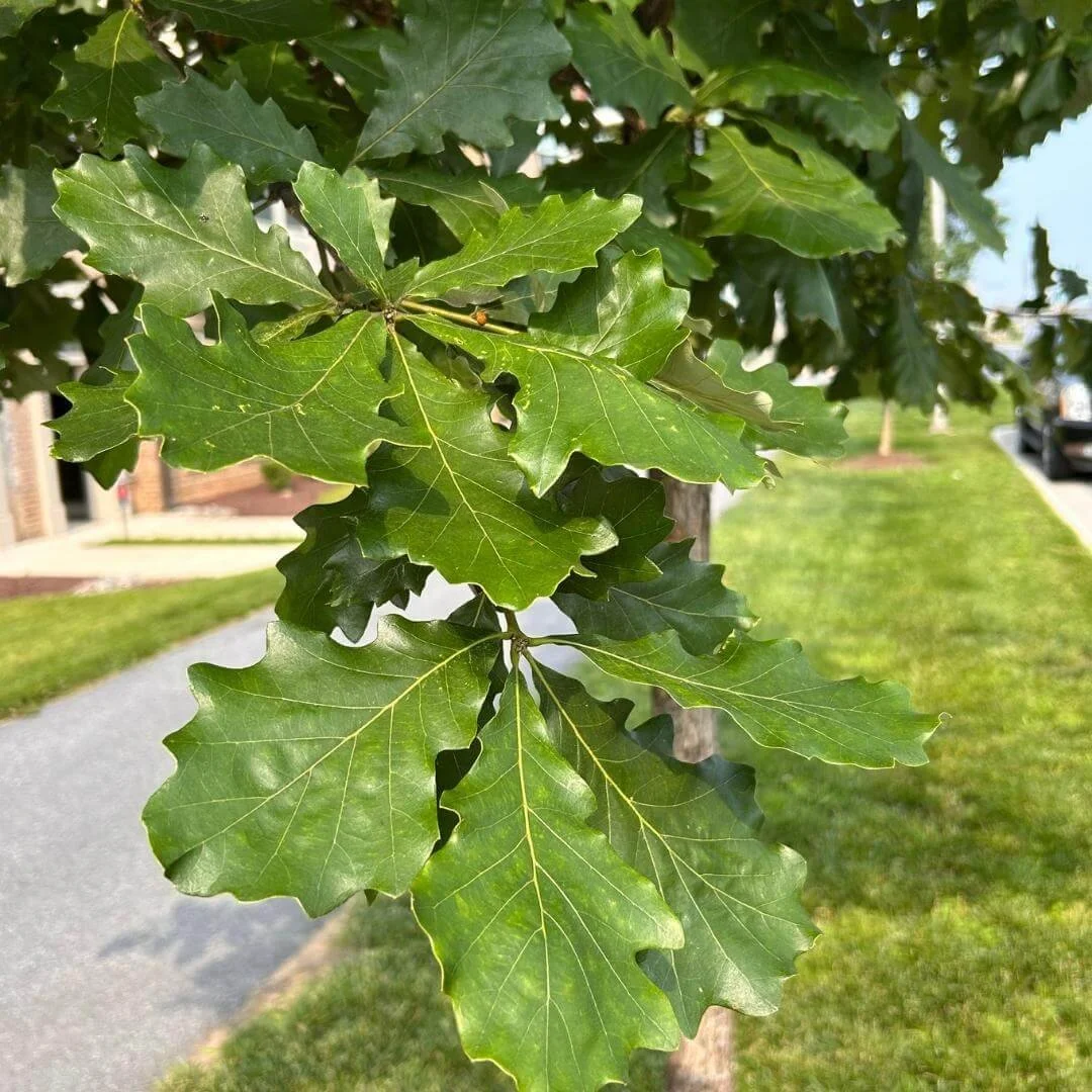 Closeup of glossy green swamp white oak leaves