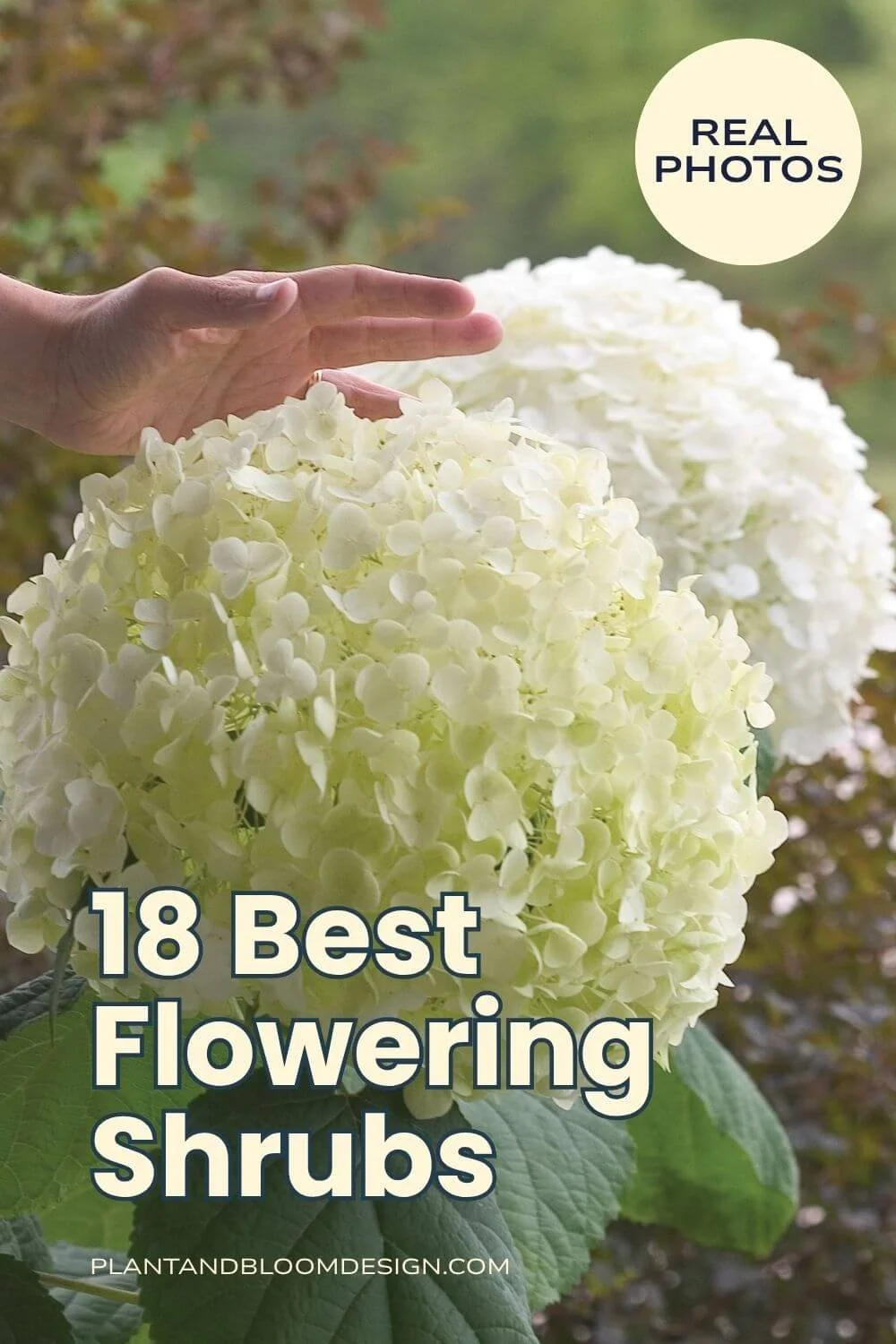 18 Best Flowering Shrubs for Landscaping - Plant and Bloom Design Studio