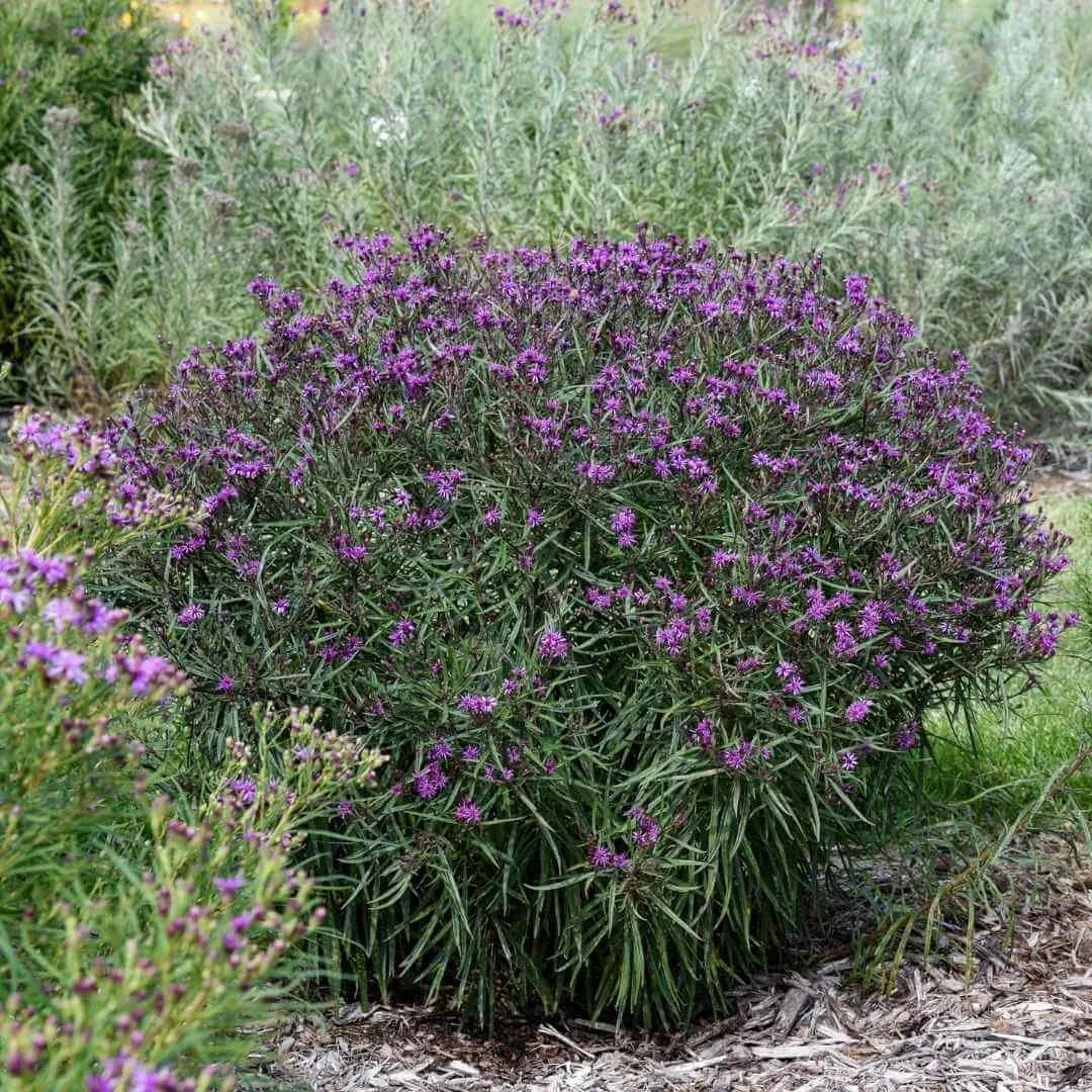 prairie princess ironweed covered in purple flowers growing in hummingbird garden bed.