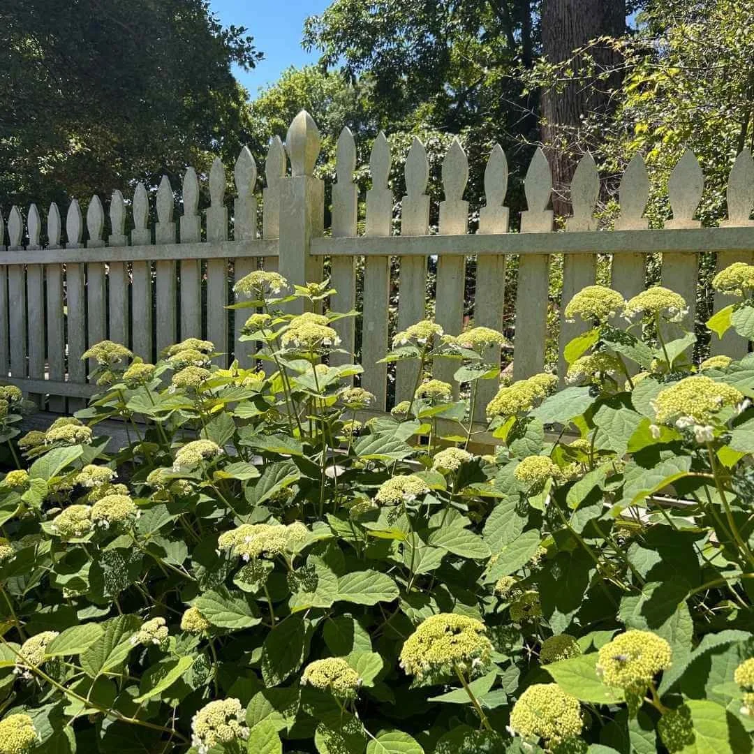 Hydrangea arborescens growing in front of fence in garden at Mount Vernon