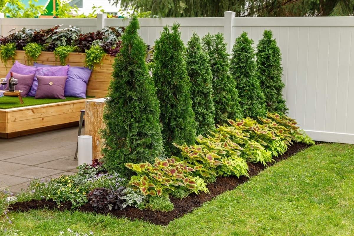 North Pole arborvitae planted alongside annuals and perennials next to a patio with furniture, lawn, and fence